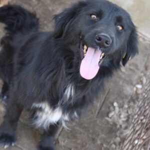 GESSY - reserviert SK (GC) vermittelt