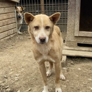 PUMI - Notfall - Mobbingopfer - reserviert Tierhilfe Lebenswert DR (10.03.) - vermittelt