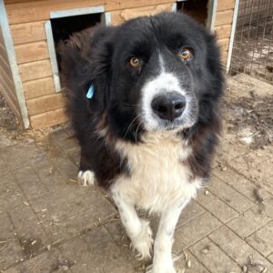 ROOKIE (♂)- vermisst 11/24