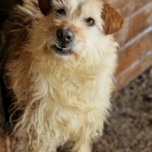 BOUNTY - reserviert TST Rösrath vermittelt