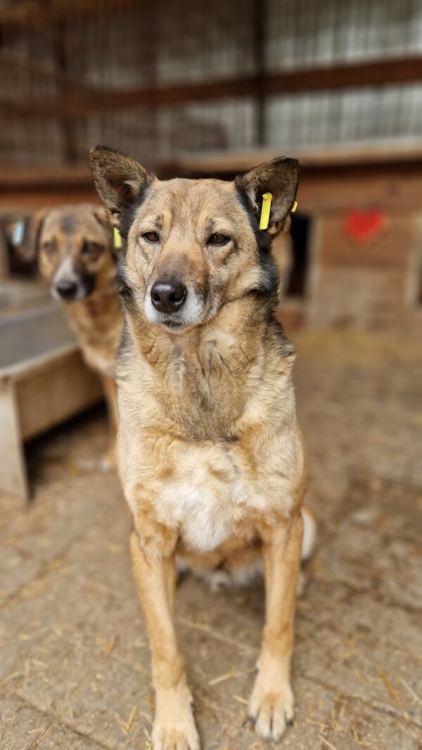 WOLF (♂) - seit mindestens 2019 im Shelter – Bild 11