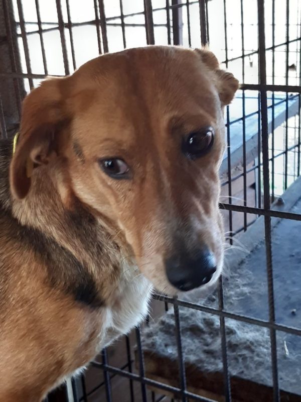 DIONNE - reserviert Tierheim Wannigsmühle vermittelt – Bild 6