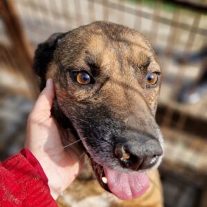 THUNDER - auf Pflegestelle in PLZ 9 *vermittelt*