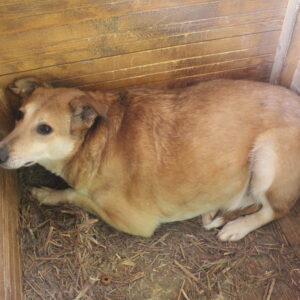 FUCHS (SIMBA) - reserviert NadineH vermittelt