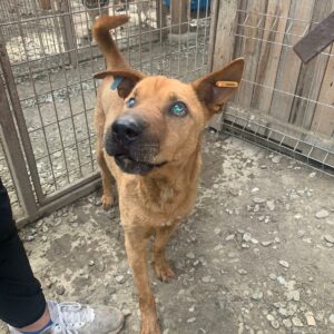 ASKJA - Notfall - seelisch am Ende, blind - reserviert Tierhilfe Lebenswert DR 28.01. - vermittelt