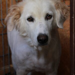 SNOWWHITE - RBB 11/2022