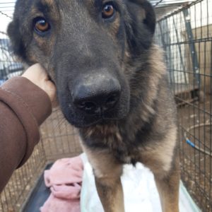 NICOLAS - reserviert TH Am See vermittelt