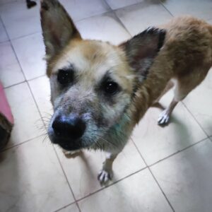 SHORTY - auf Pflegestelle in PLZ 4 *vermittelt*