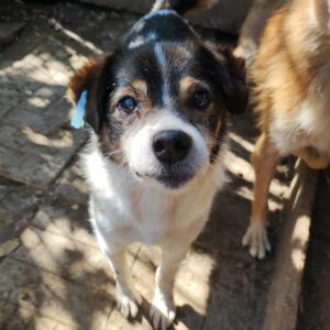 SKIP - auf Pflegestelle in PLZ 1 RBB