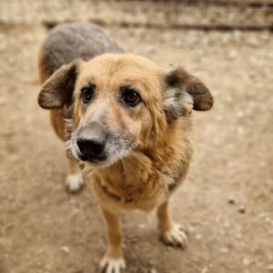 TOBSY - reserviert Manuela vermittelt