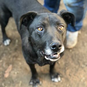 RAYA - reserviert Manuela - vermittelt