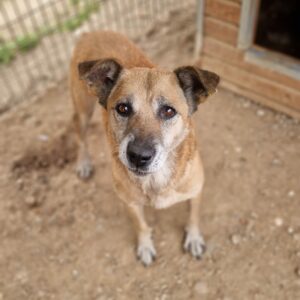 ZARAH - vermisst 04/2023