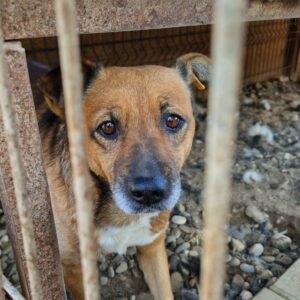 MILEY - auf Pflegestelle in PLZ 95 - vermittelt