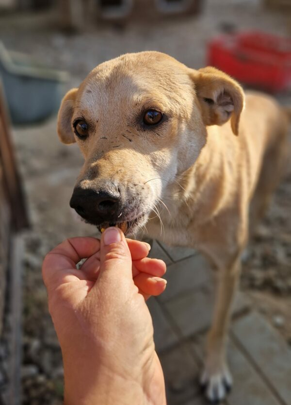 CAPPY - vermisst 05/24 – Bild 3