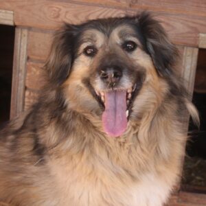 ARVO - seit mind. 2017 im Shelter - ausgereist zum TH Iserlohn