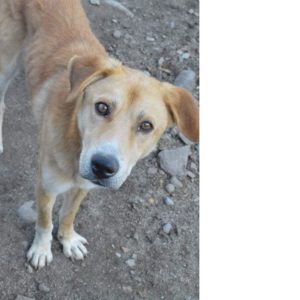 OLLIE - RBB 28.01.2021