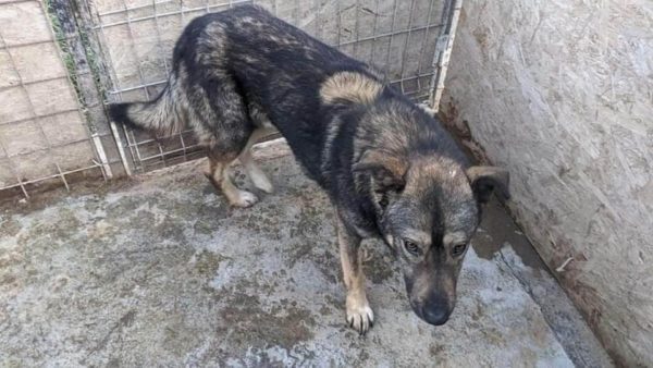 TALIPSO – reserviert TH Verlorenwasser - vermittelt – Bild 4