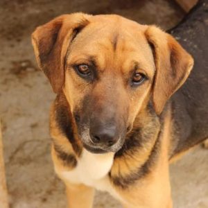 MAHSUN - reserviert Manuela - vermittelt