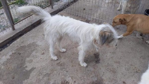 FREIJA (Maya) - Hütehund-Mix - reserviert Vergessene Pfoten Stuttgart - vermittelt – Bild 3