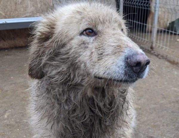 CASIOPEIA - Kuvasz-Mix - reserviert Hilfe für Herdenschutzhunde - vermittelt – Bild 4