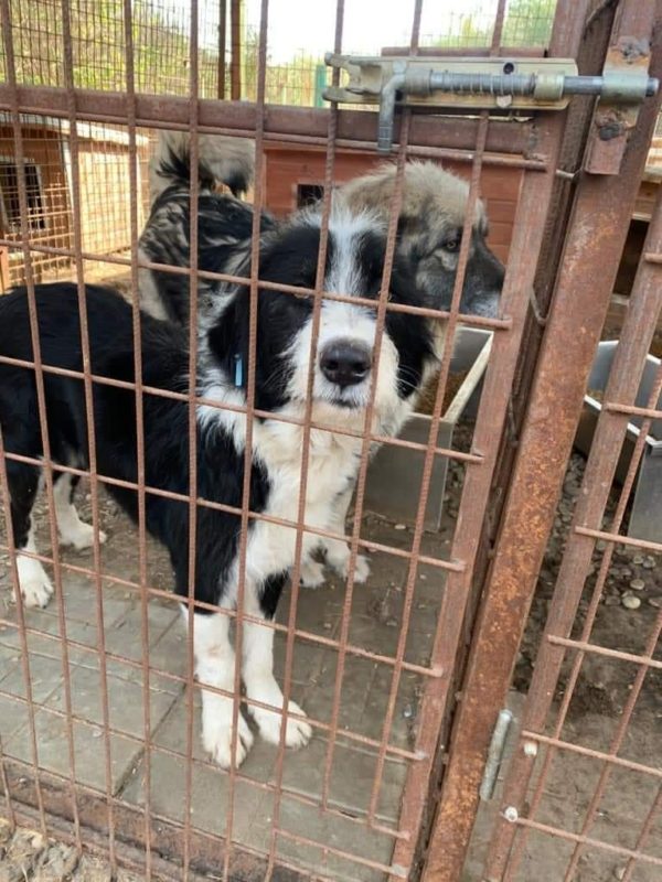JUVOS - reserviert Tierhilfe Lebenswert DR - vermittelt – Bild 3