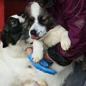 BUBU - reserviert THL DogR - vermittelt