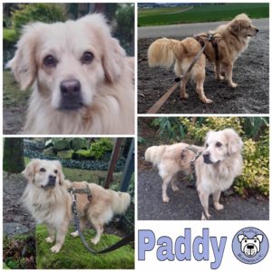 Paddy in 34474 Diemelstadt