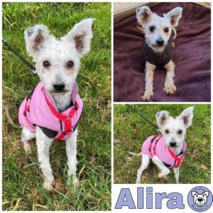 Alira in 18311 Ribnitz Damgarten *reserviert*