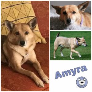 Amyra in 24960 Munkbrarup - vermittelt