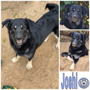 Joshi in 97440 Werneck vermittelt