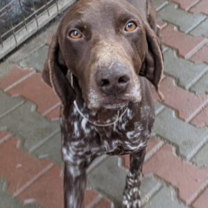 DONNY - auf Pflegestelle in PLZ 7 - vermittelt