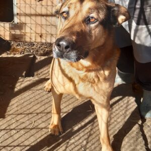 JESTER - reserviert MH - ausgereist