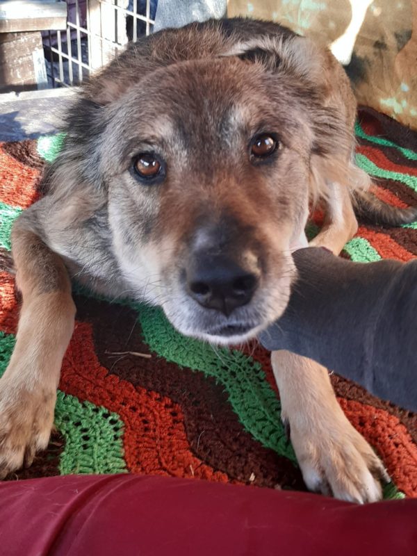FUNDA - reserviert Hundescheune Fläming - vermittelt – Bild 2