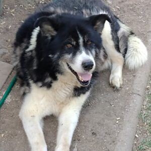 SMORRE - reserviert Manuela - vermittelt