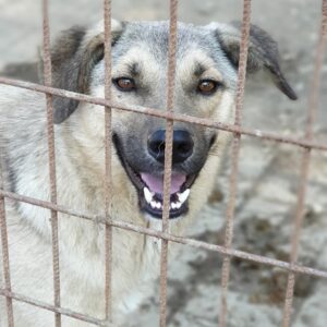 SCHLUMPFI - auf Pflegestelle in PLZ 3 vermittelt