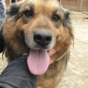 ABAYOMI - reserviert Manuela vermittelt