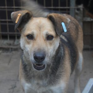 GRACIE - reserviert TH Filderstadt - vermittelt