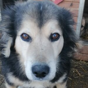 CICERO - reserviert Manuela vermittelt