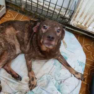 GUINESS - Handicap an Vorderlauf, Hautprobleme! - reserviert Tierhilfe Lebenswert DR (14.04.) - vermittelt