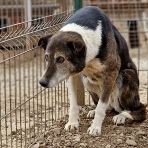 MANJA - reserviert NadineH vermittelt