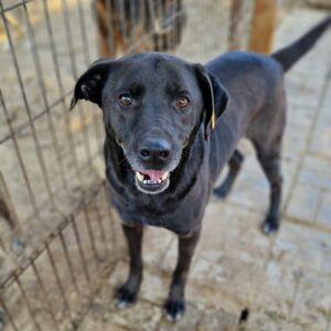 NAPOLEON (♂) - ausgereist zum TH Iserlohn (AL)