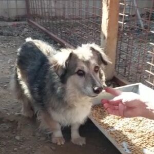 ASALIA - reserviert Tierhilfe Lebenswert DR 03.11. - vermittelt