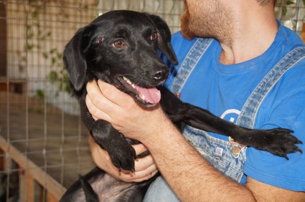 BASJA - reserviert Second Chance Dogs - vermittelt – Bild 5