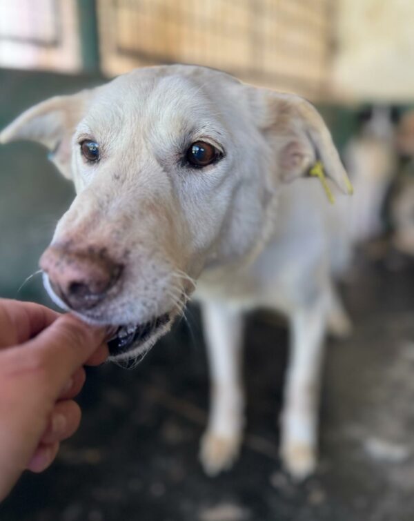 CARA MIA (♀) - seit mindestens 2019 im Shelter - reserviert Tierhilfe Lebenswert DR – vermittelt 11.10.24 – Bild 4