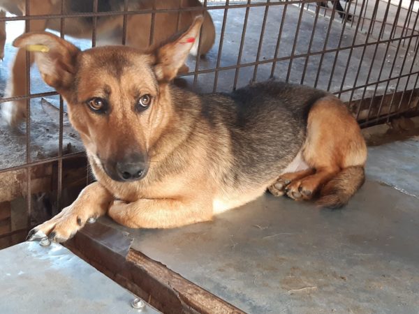DARLYN - reserviert Tierheim Wannigsmühle vermittelt – Bild 3