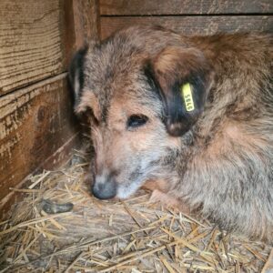 MAHALIO - reserviert Betty vermittelt