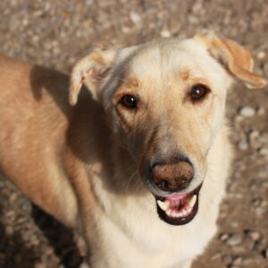 MANERO - reserviert Manuela vermittelt