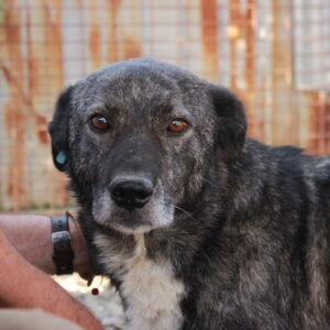 BALDUIN - reserviert Tierhilfe Lebenswert DR - vermittelt