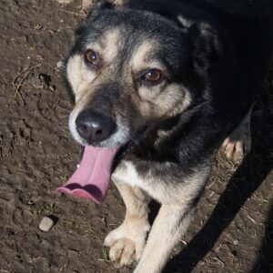 DESIO - reserviert TH Lingen - vermittelt