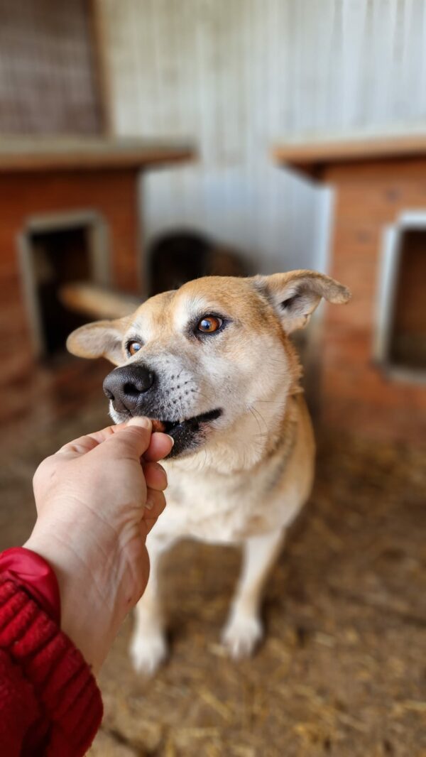 KAJAL (BUCK) - lebte seit 2016 im Shelter - auf PDR PS im PLZ Bezirk 96 - vermittelt – Bild 8